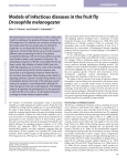 Models of infectious diseases in the fruit fly Drosophila melanogaster