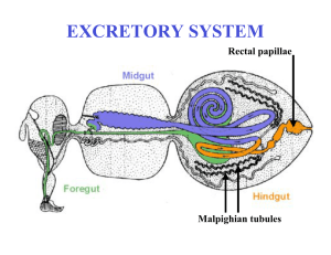 Excretory system - Faculty Support Site