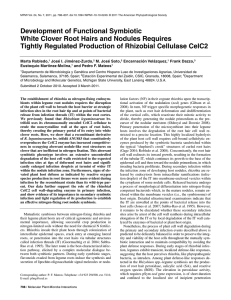 Development of functional symbiotic white clover root hairs and