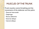 muscles of the trunk