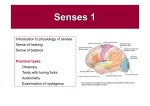 Senses 1_1011 (Practical)
