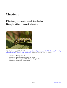 Chapter 4 Photosynthesis and Cellular Respiration Worksheets