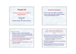 Chapter 20 Electron Transport and Oxidative Phosphorylation