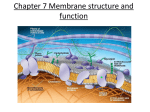 16-17 Chapter 7 cell transport
