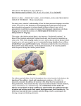 Language Processing in the Brain