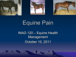 Equine Pain