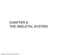 chapter 6: the skeletal system