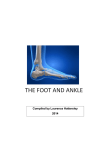 The foot and ankle - Anatomy and Physiology Course Anatomy and