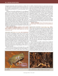 (2016) Pristimantis achatinus (Cachabi Robber Frog).