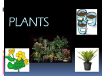PLANTS