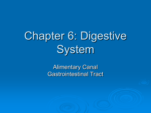 Chapter 5: Digestive System - respiratorytherapyfiles.net