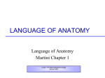 anatomy intro language of anatomy (4)