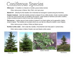 Winter Tree ID Packet (click for PDF download)