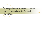 Chapter 12 Skeletal and Smooth Muscle part-2