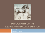 Radiography of the Equine Appendicular Skeleton