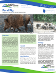 Feral Pig - Alberta Invasive Species Council
