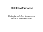 Cell transformation