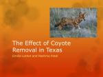 The Effect of Coyote Removal in Texas