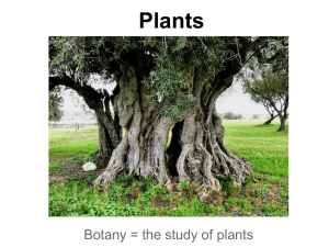 Plants