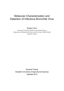Molecular Characterization and Detection of Infectious Bronchitis Virus