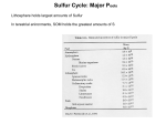 Sulfur Cycle