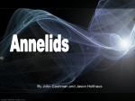 Annelid PowerPoint 2 - MUGAN`S BIOLOGY PAGE