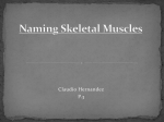 Naming Skeletal Muscles - Mater Academy Charter Middle/ High