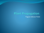 Plant Propagation - Learning While Doing