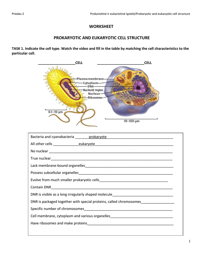 Prokaryotic And Eukaryotic Cells Worksheet Answers - Ivuyteq Pertaining To Prokaryotes And Eukaryotes Worksheet