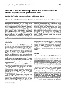 Infectious in vitro RNA transcripts derived from cloned cDNA of the