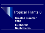 Tropicals 8
