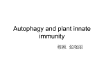 2、role of autophagy in plant innate immunity