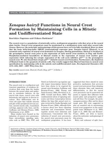 Xenopus hairy2 functions in neural crest formation by maintaining