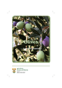 Olives - Department of Agriculture, Forestry and Fisheries