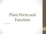 Plant form and function