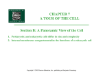 CHAPTER 7 A TOUR OF THE CELL Section B: A Panoramic View of