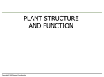 plant structure - Madison County Schools