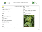 Acer platanoides (Norway Maple) – non native
