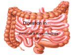 Digestion in the Small and Large Intestine (9.5) File