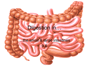 Digestion in the Small and Large Intestine (9.5) File