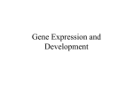 Gene Expression and Development