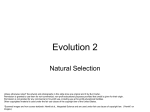 Evolution 2 -- Natural Selection