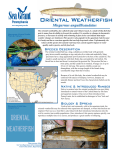 Oriental weatherfish - Pennsylvania Sea Grant