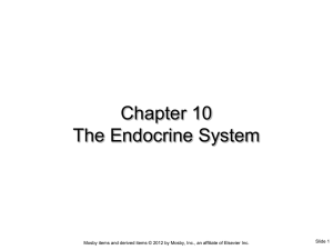 Chapter 10 The Endocrine System