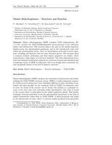 Malate Dehydrogenases – Structure and Function