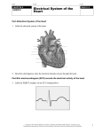 Electrical System Of The Heart