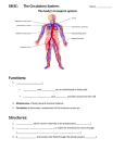 SBI3C: The Circulatory System