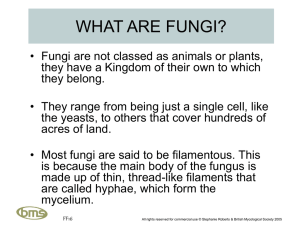 what are fungi - fungi4schools