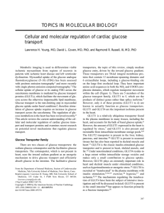 Cellular and molecular regulation of cardiac glucose transport