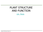 Secondary growth increases the girth of woody plants